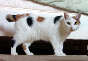 bobtail-japones-gato