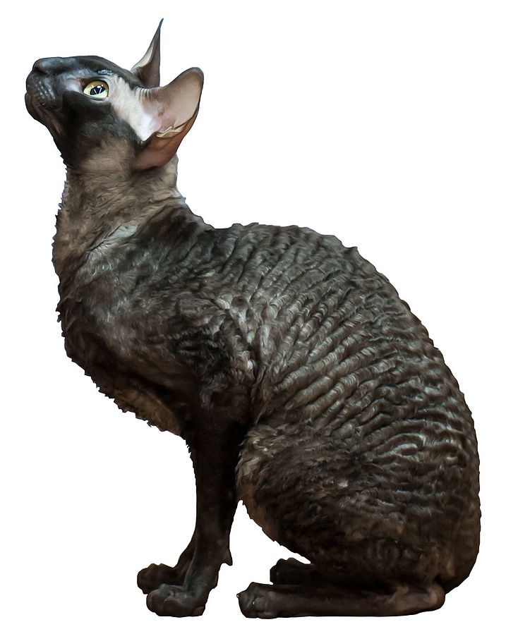 cornish-rex-gato