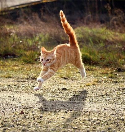 evaluar Gallina Perforación Gato Enfadado: ¡trucos para calmar a los felinos rebeldes! ☝🏼
