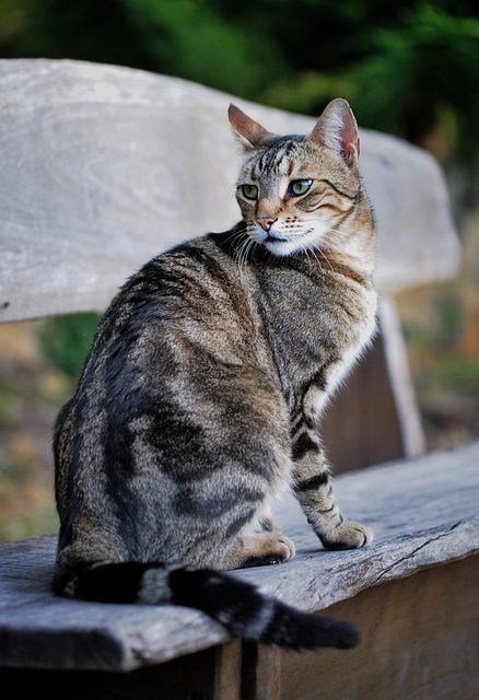 gato-atigrado-clasico