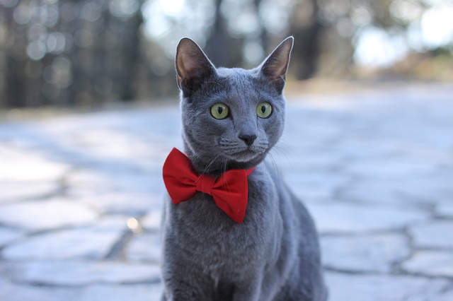 gato-azul-ruso-raza