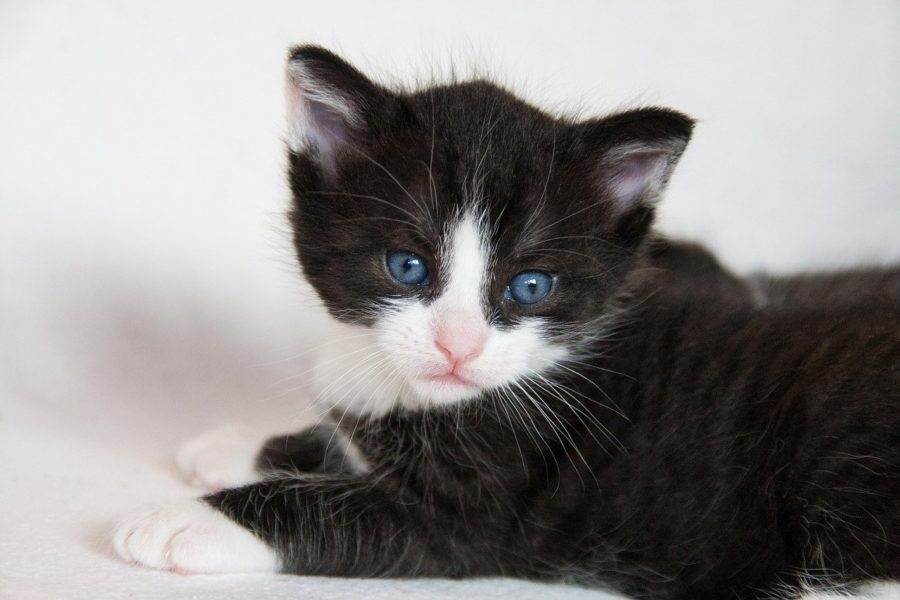 gato-blanco-y-negro-ojos-azules