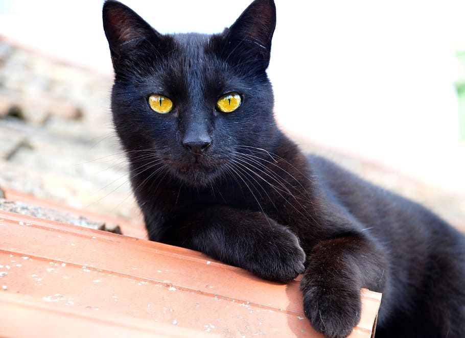 gato-bombay-negro