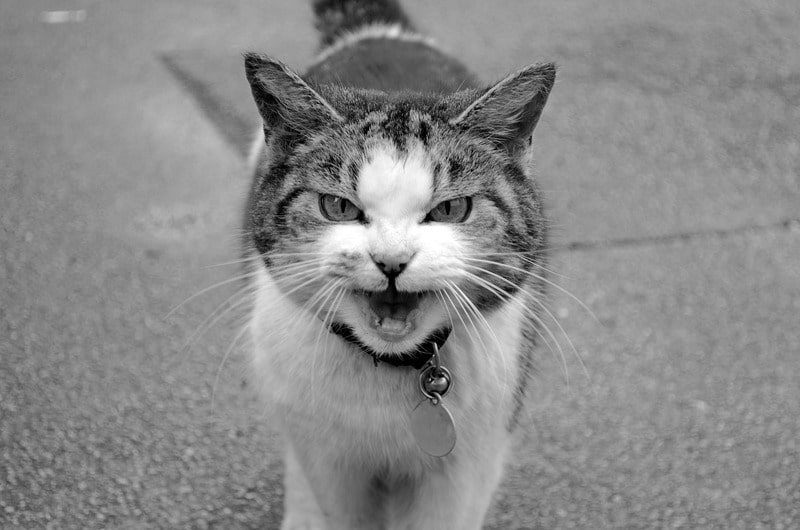 Inocente líquido maquillaje Gato Enfadado: ¡trucos para calmar a los felinos rebeldes! ☝🏼