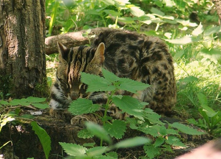 gato-leopardo-salvaje