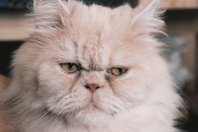 gato-persa-blanco