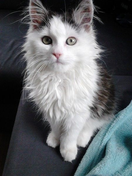 gato-siberiano-blanco
