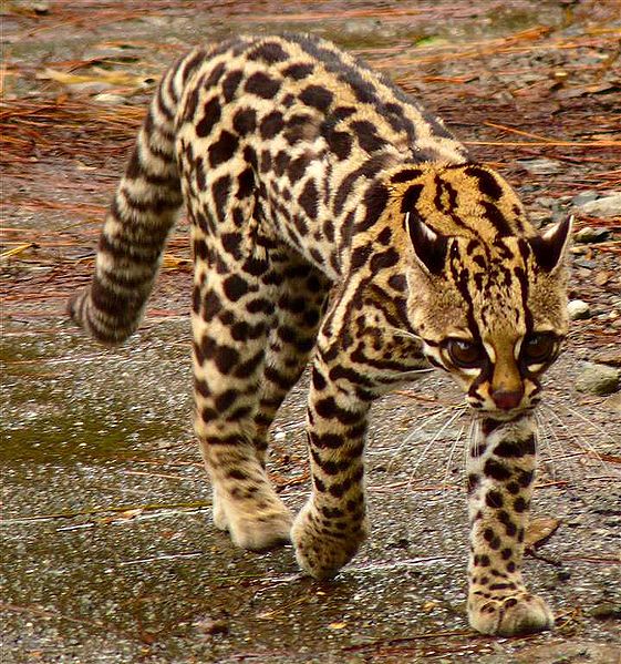 leopardus-tigrinus