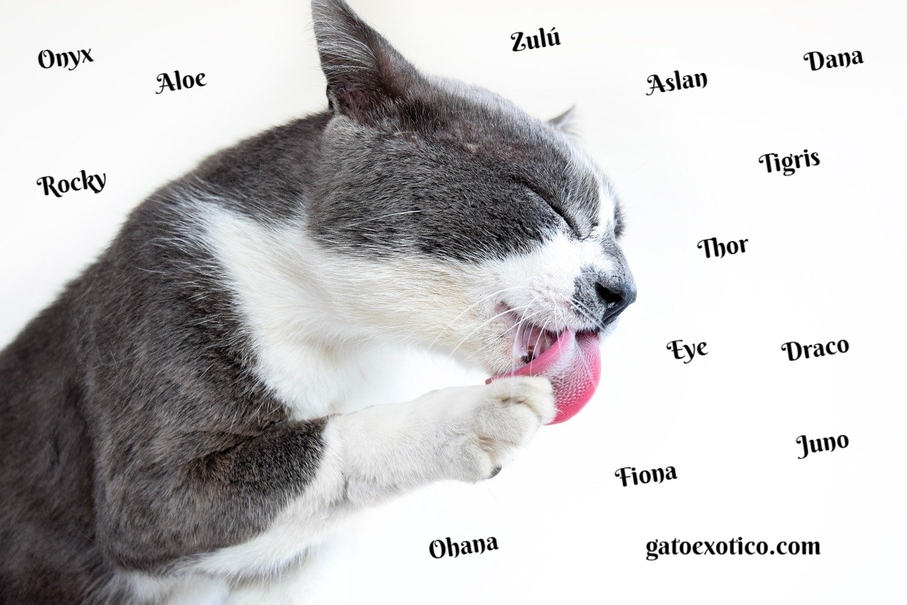 Nombres para Gatos: Hembras, Machos 😸 [Mejores Aquí]