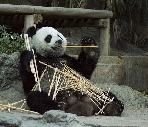 cuanto-vive-el-oso-panda