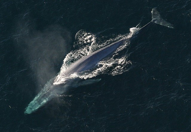 cuantos-años-vive-la-ballena-azul