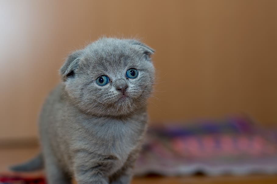 gatito-adorable