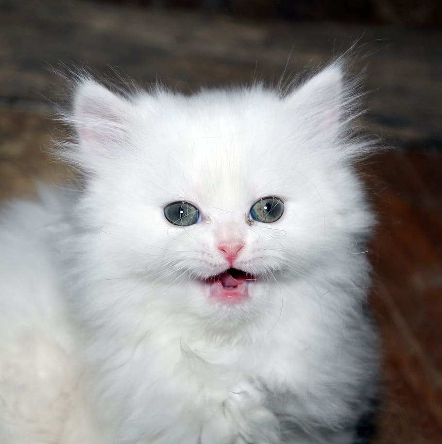 gatito-persa-bebe-blanco