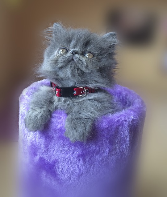 gatito-persa-bebe-gris