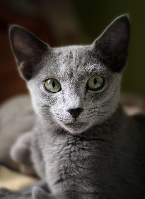 gato-gris-raza