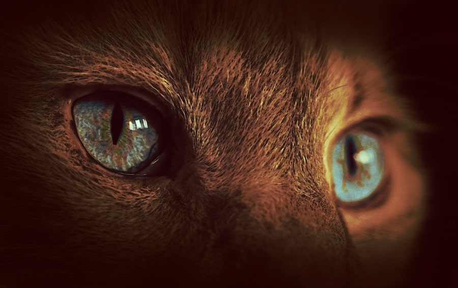 ojos-gato-brillantes