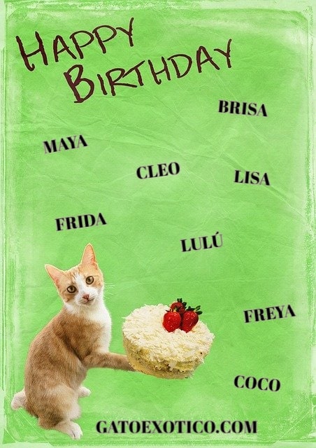 tarjeta-de-cumpleaños-gato