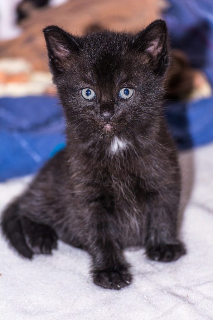 baby-cat-black