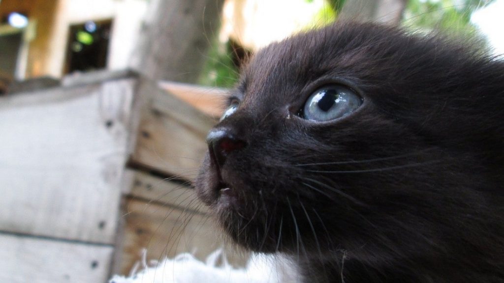 gatito-negro-con-ojos-azules