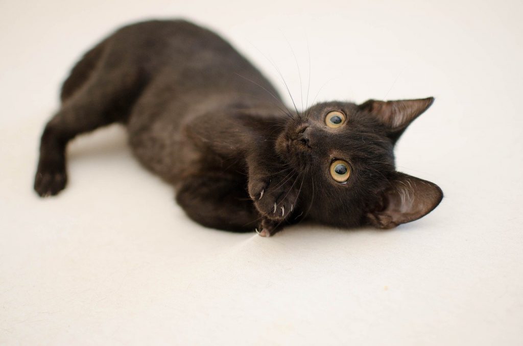 gato-color-negro
