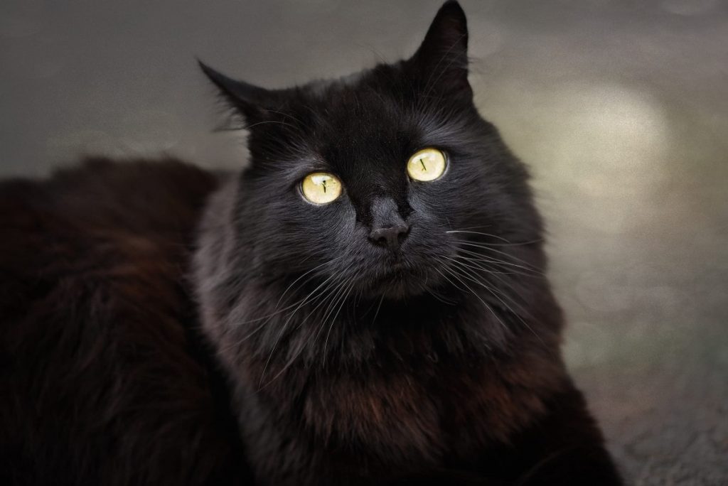 gato-negro-angora-turco