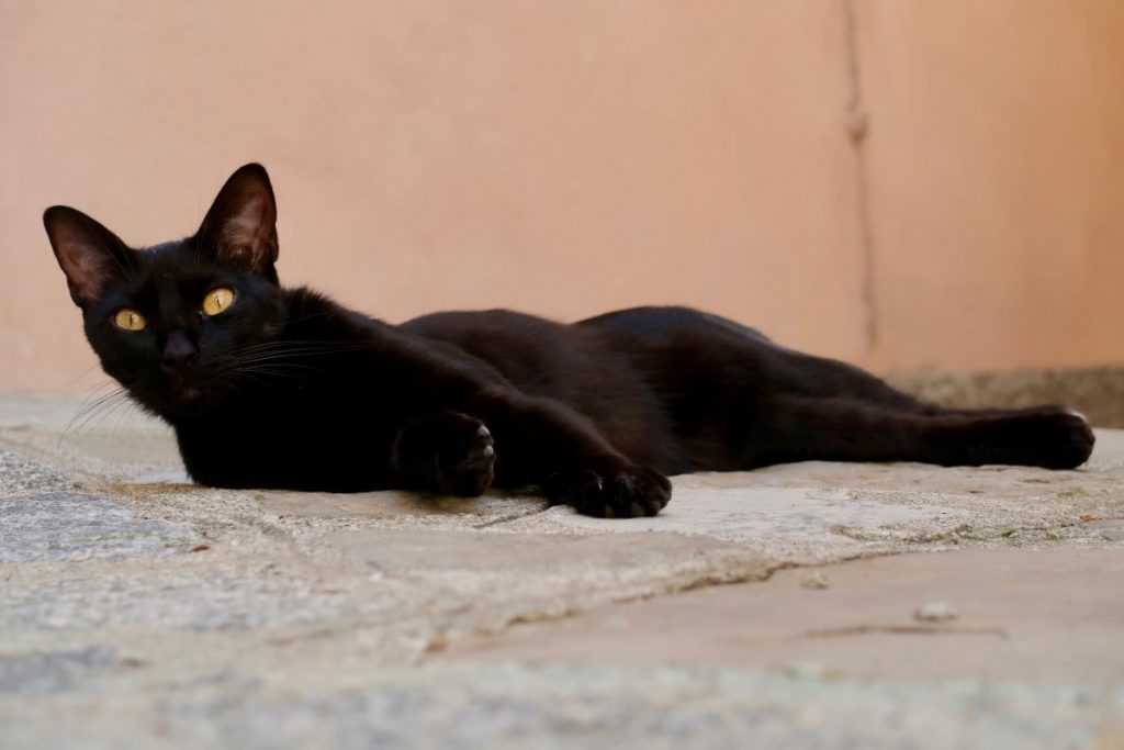 gato-negro-bombay