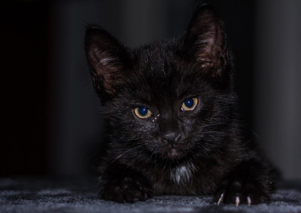 gato-negro-cachorro