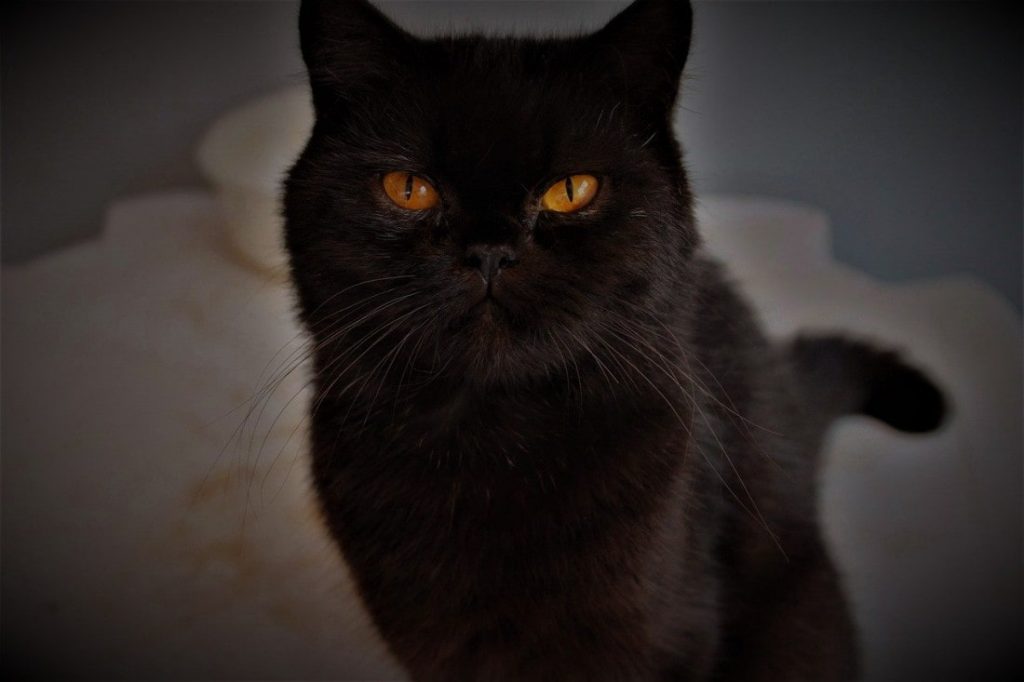 gato-negro-raza-persa