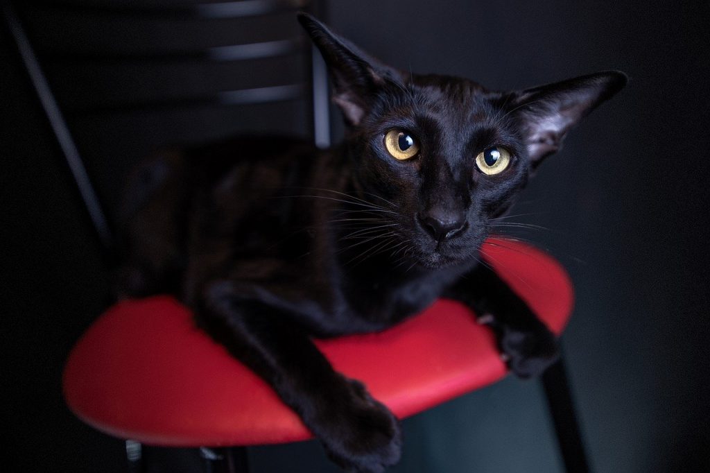 oriental-black-cat