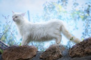 gato-blanco-o-albino