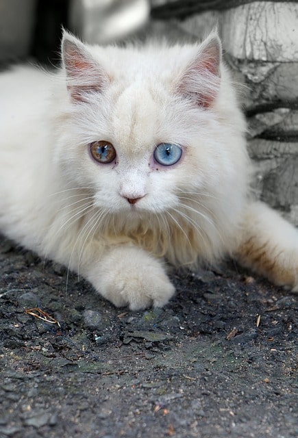 gato-blanco-ojos-azules-significado