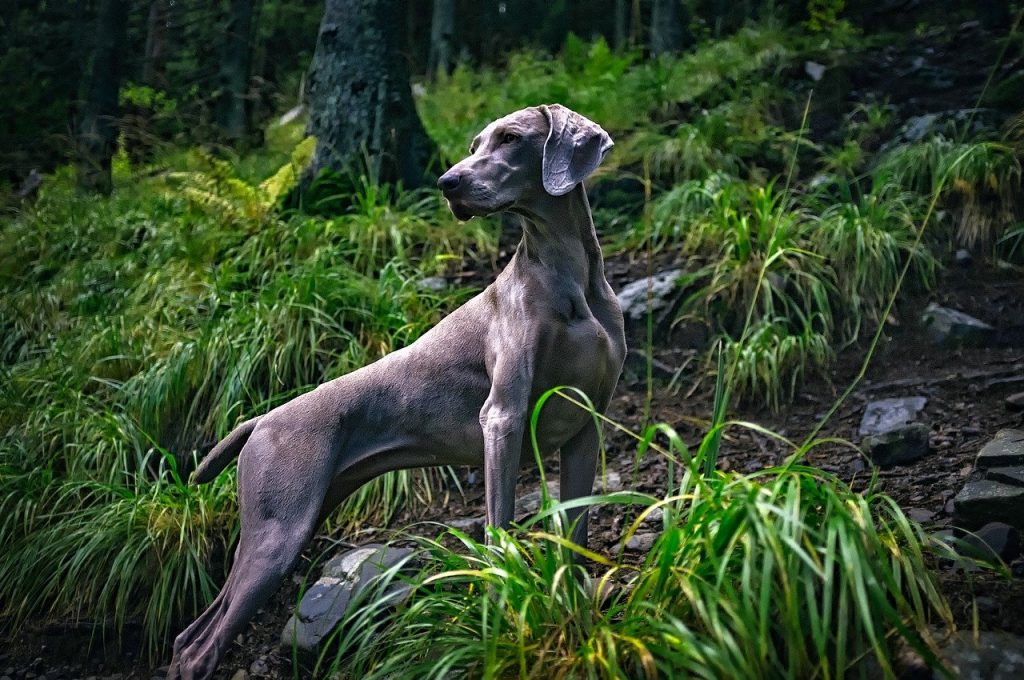braco-weimar-perro