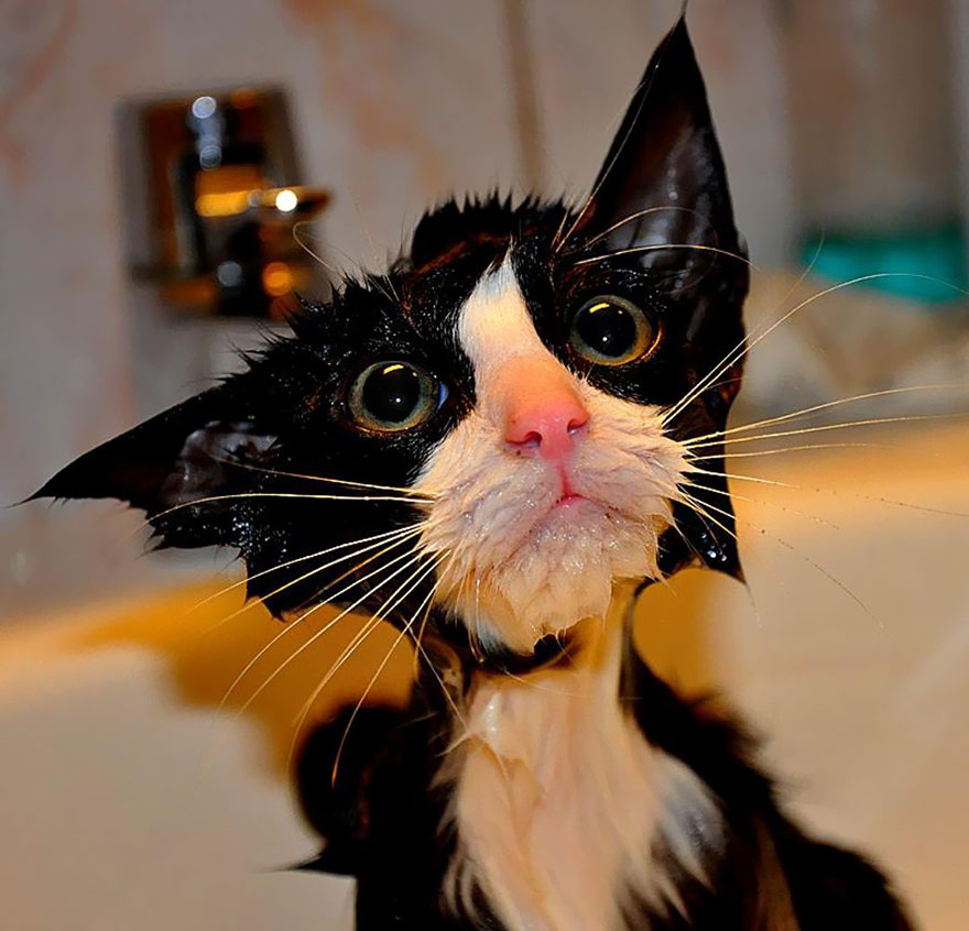bañar-a-un-gato