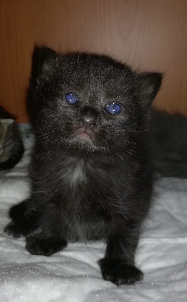 gatito-bebe-negro