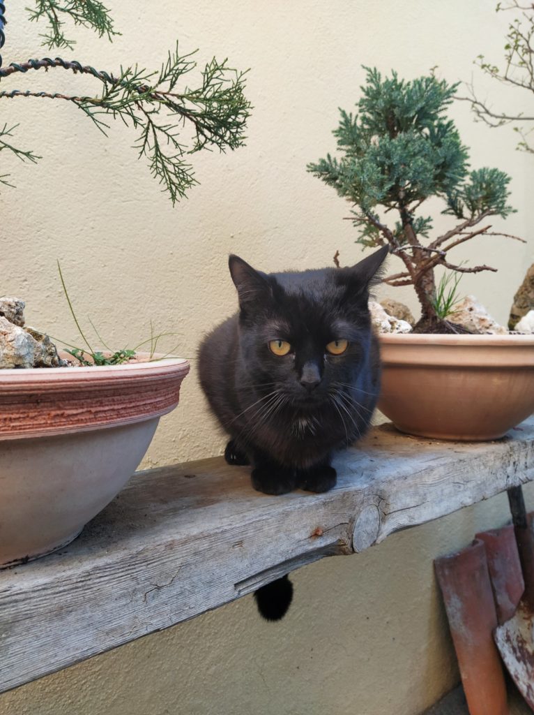 gato-comun-europeo-negro