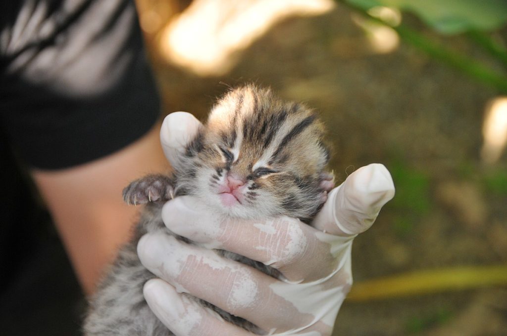 gato-leopardo-bebe