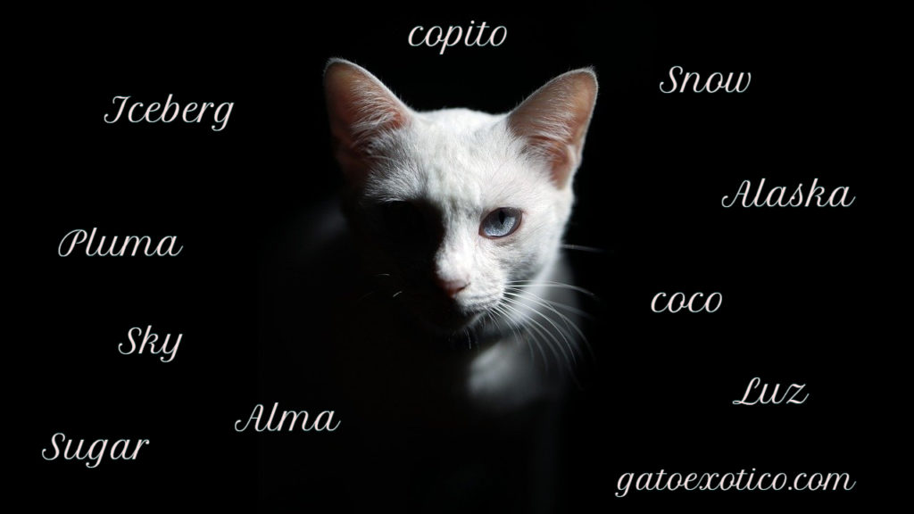 nombres-para-gatos-blancos