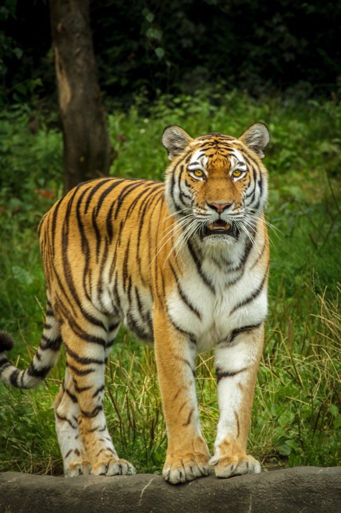 tigre-animal